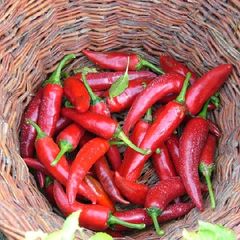 Paprikafuzer-WEB | Kalocsai paprika