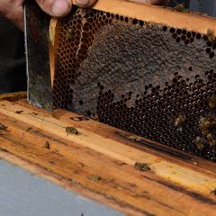 Kaptár, lépek, Bolvári Lajos méhészete | Kalocsai méhészet