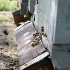 Bolvári Lajos méhészete | Kalocsai méhészet