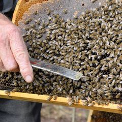 Méhanya, Bolvári Lajos méhészete | Kalocsai méhészet