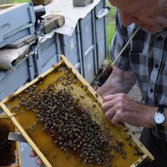 Lép, Bolvári Lajos méhészete | Kalocsai méhészet
