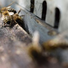Méhek, Bolvári Lajos méhészete | Kalocsai méhészet