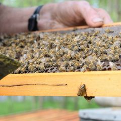 Lép, Bolvári Lajos méhészete | Kalocsai méhészet